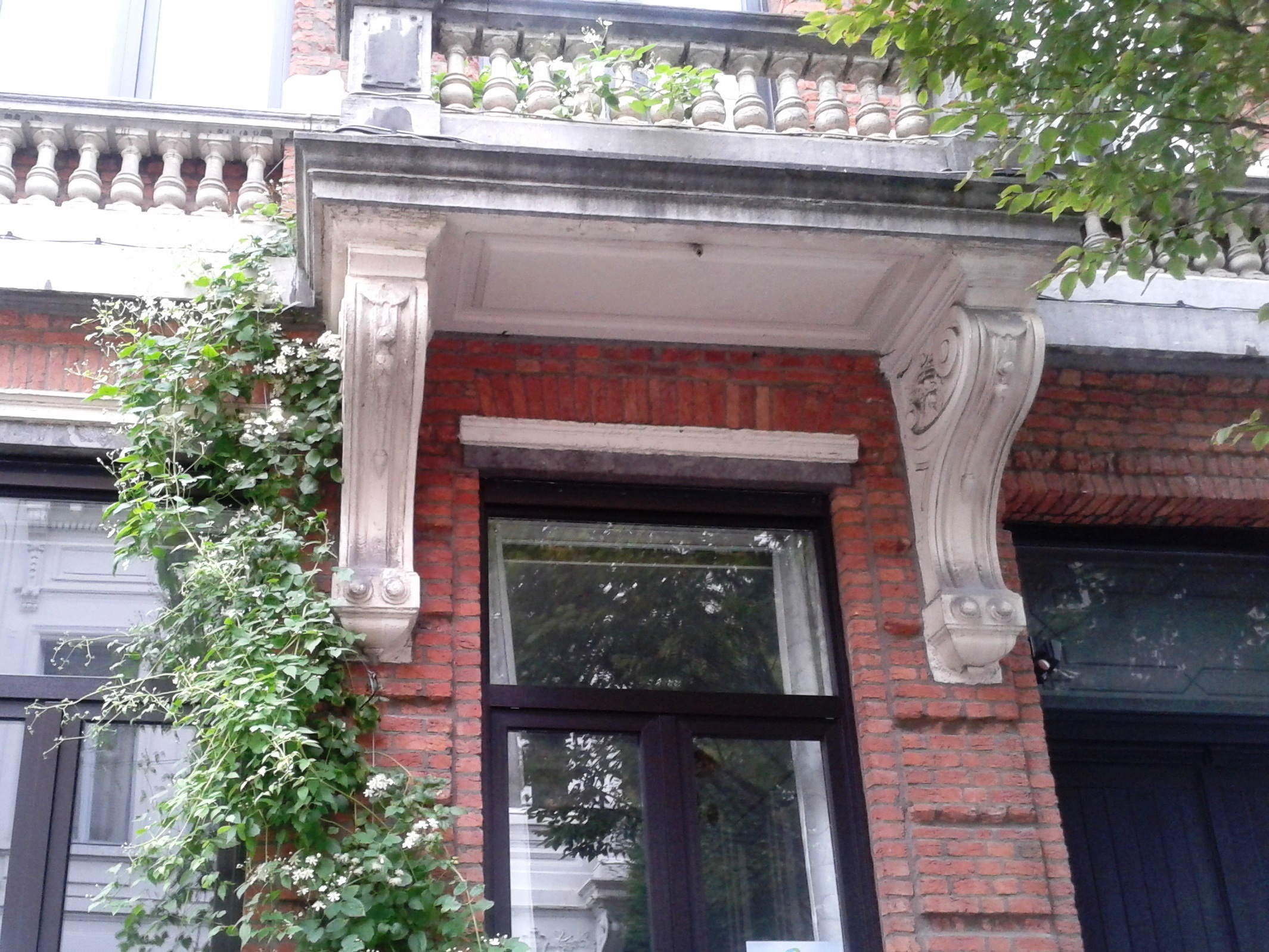 Wilde bosrank kan op één groeiseizoen al meters klimmen. Wilde bosrank kan op één groeiseizoen al meters klimmen.